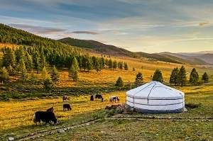Yourte en Mongolie lors d'un voyage transsibérien